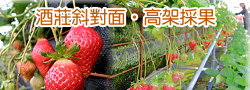 大湖冬之戀高架草莓園