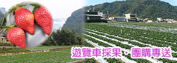 大湖晶晶草莓園