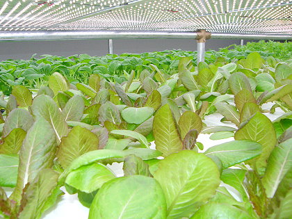 野菜工房