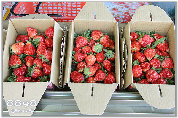 盒裝草莓寫真