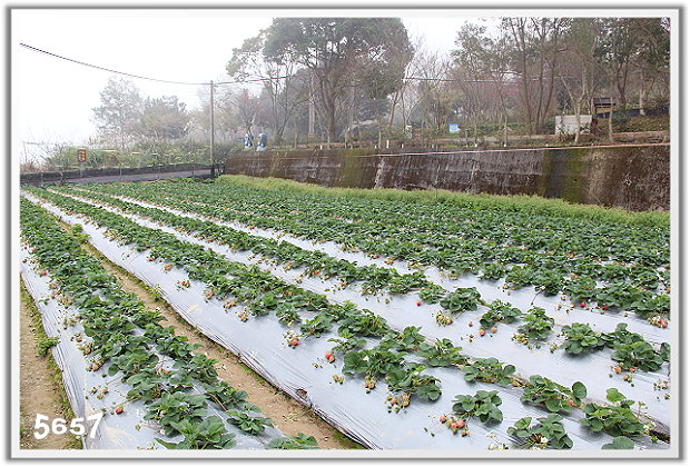 草莓園寫真