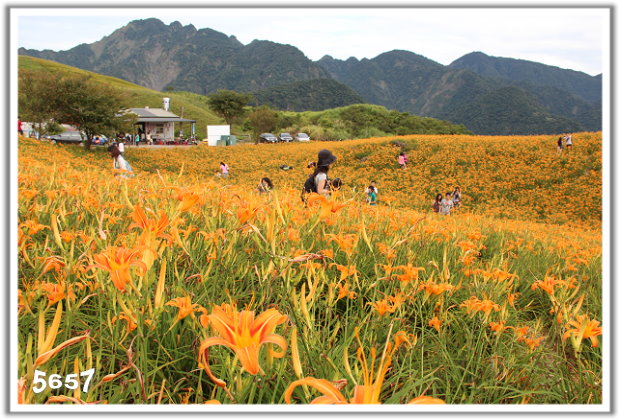 黃花亭金針花海